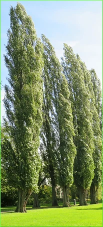 BlackPoplar