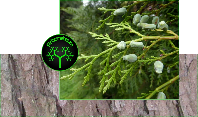 Calocedrus formosana