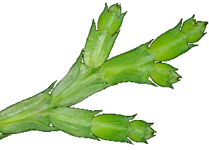 Chinesische Weihrauchzeder