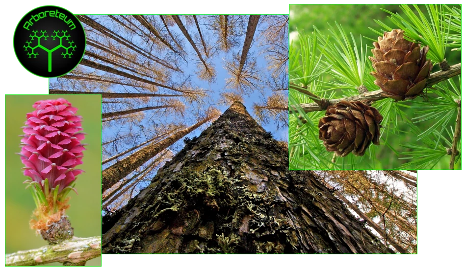 Larix Decidua