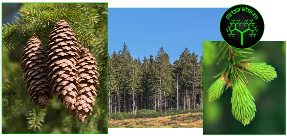 Picea Abies