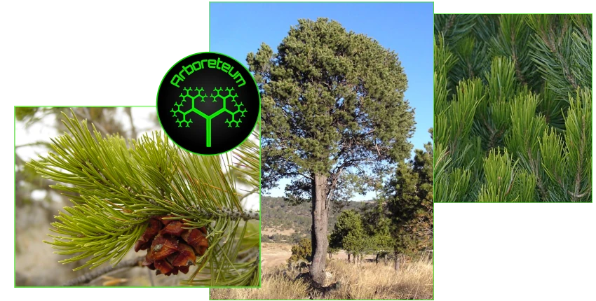 PinusCembroides